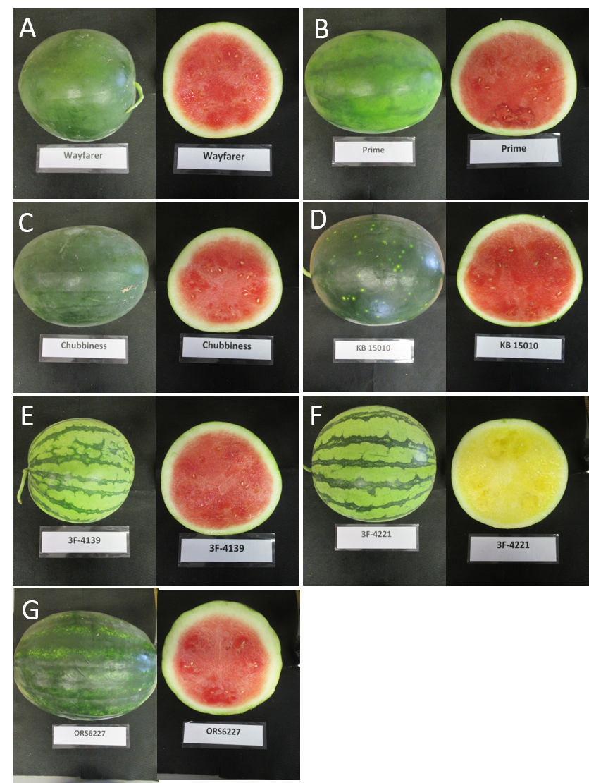 Comparison of seven watermelon varieties showing whole fruit and cross-sections with labels including Wayfarer, Prime, Chubbiness, KB 15010, 3F-4139, 3F-4221, and ORS6227.