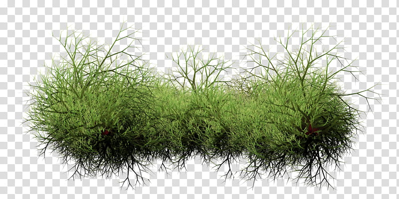 Lush green grassy plant with fine feathery stems and visible dark roots against transparent background.