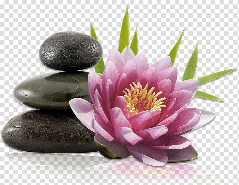 Pink lotus flower beside stacked black spa stones and green leaves on transparent background.