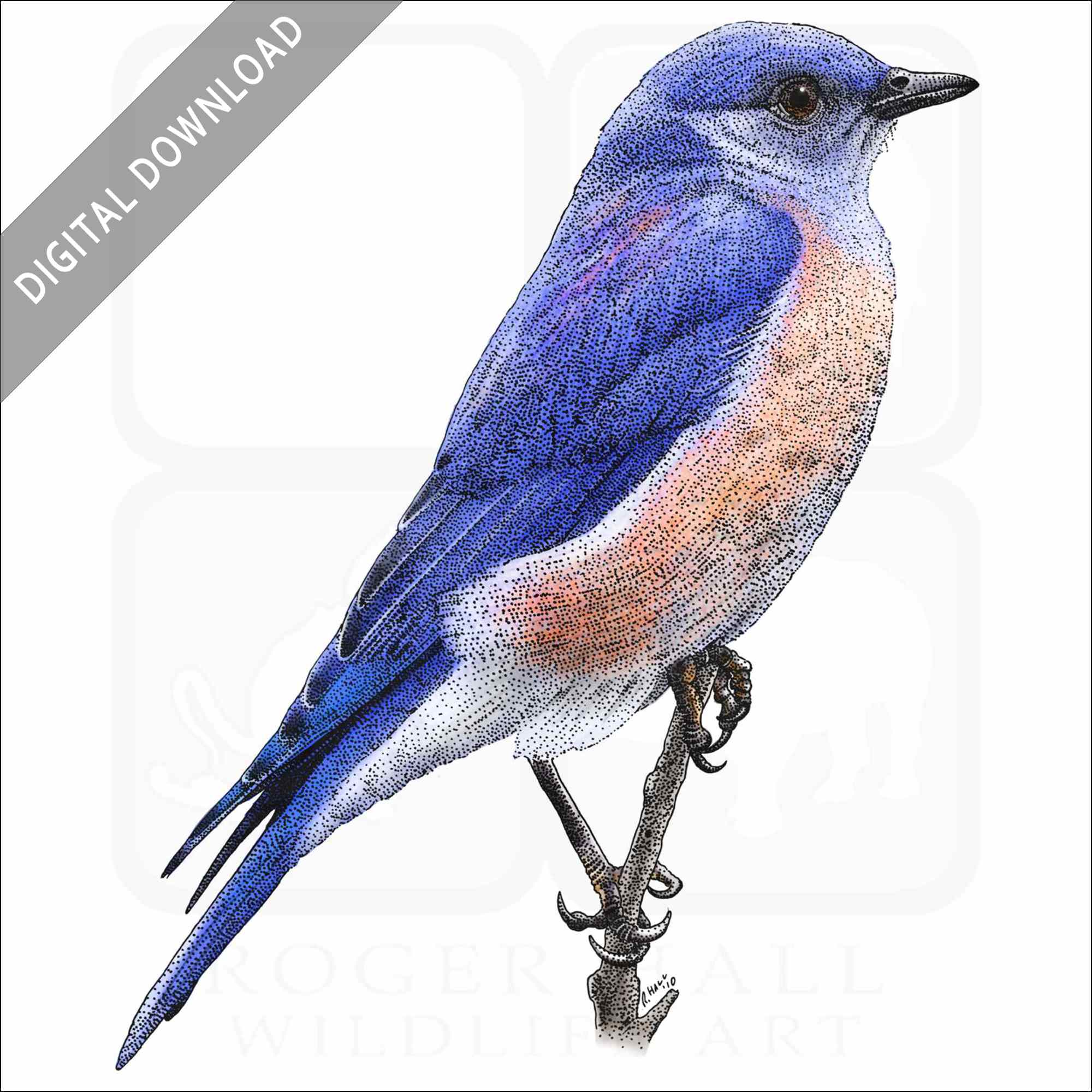 Western Bluebird Cliparts png images | PNGEgg - Clip Art Library