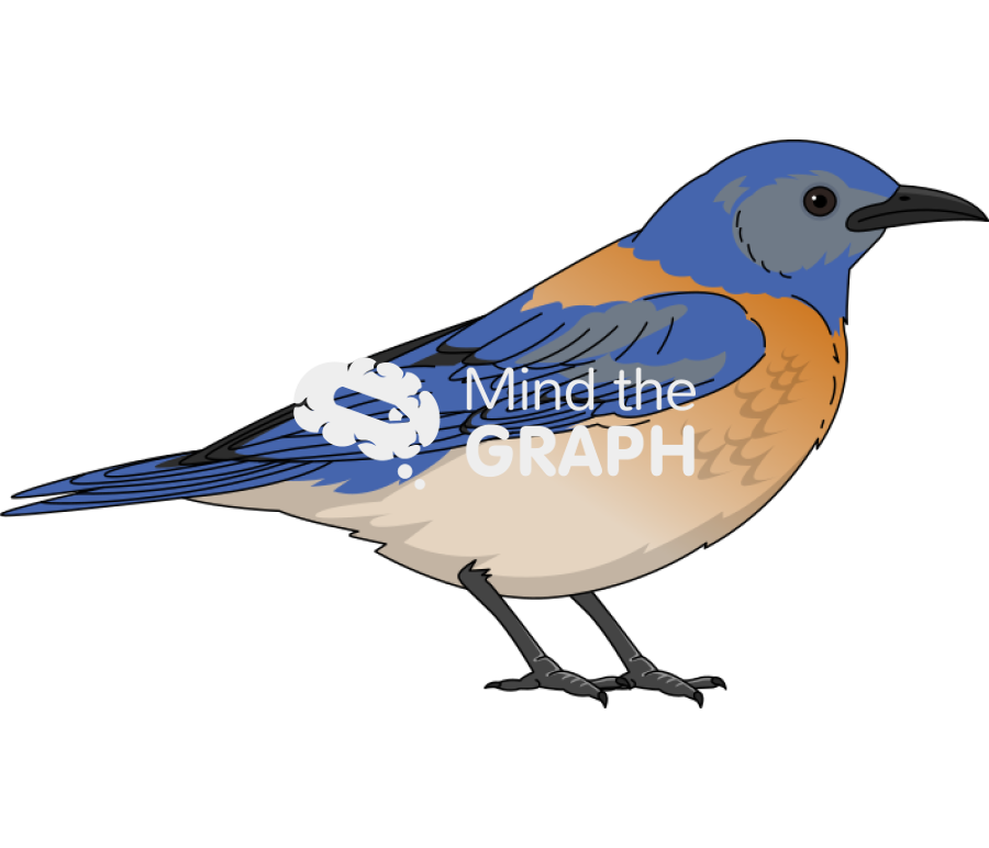 Cute Blue Jay by Birdorable < Meet the Birds