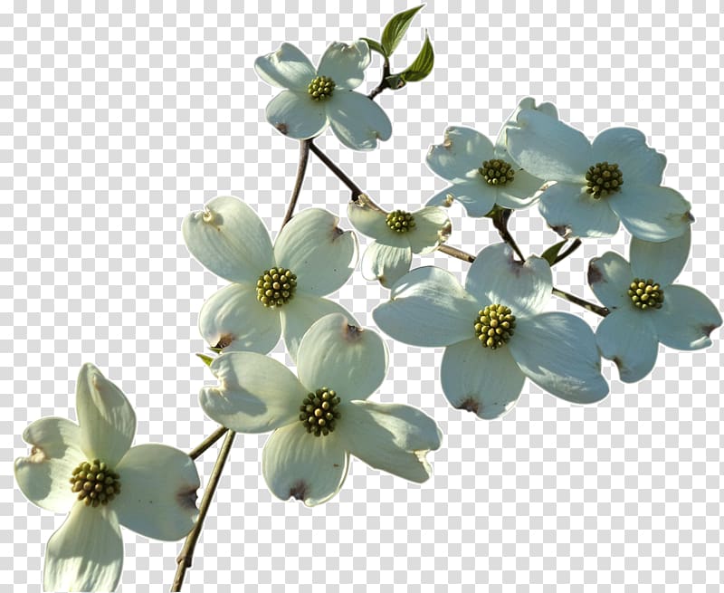 Free dogwood Clipart | FreeImages - Clip Art Library