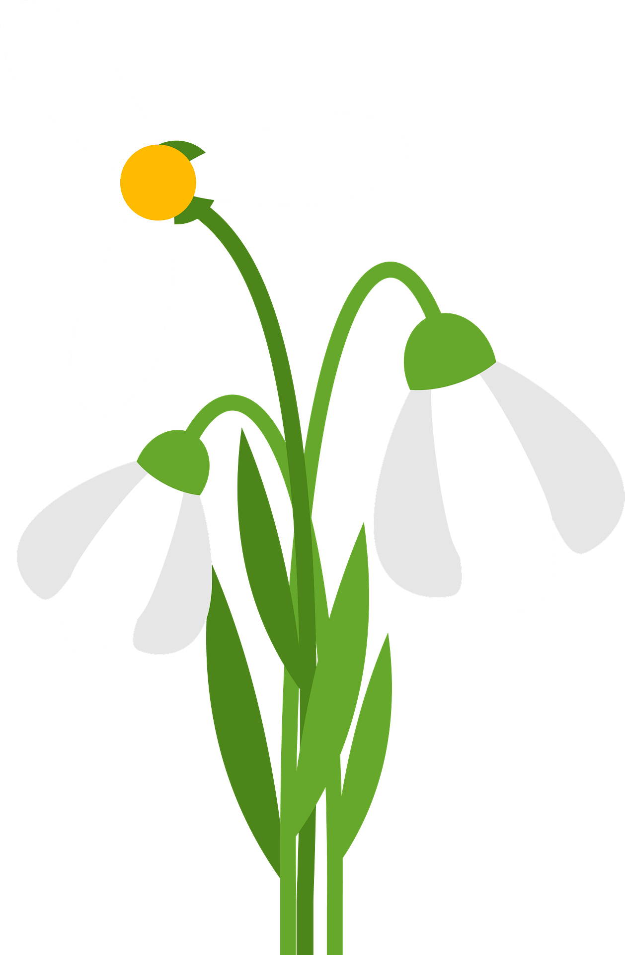 White Flower PNG Images | Free PNG Vector Graphics, Effects - Clip Art ...