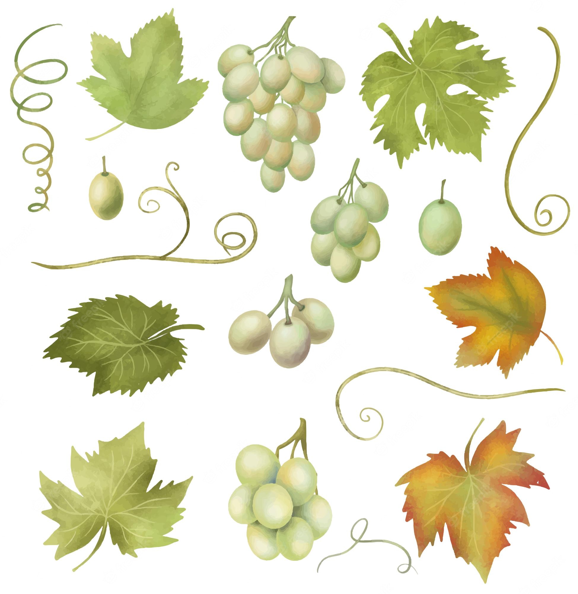 Grape Vine Leaves Clip Art N7 free image download - Clip Art Library