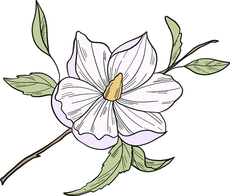 Magnolias Clip Art Library