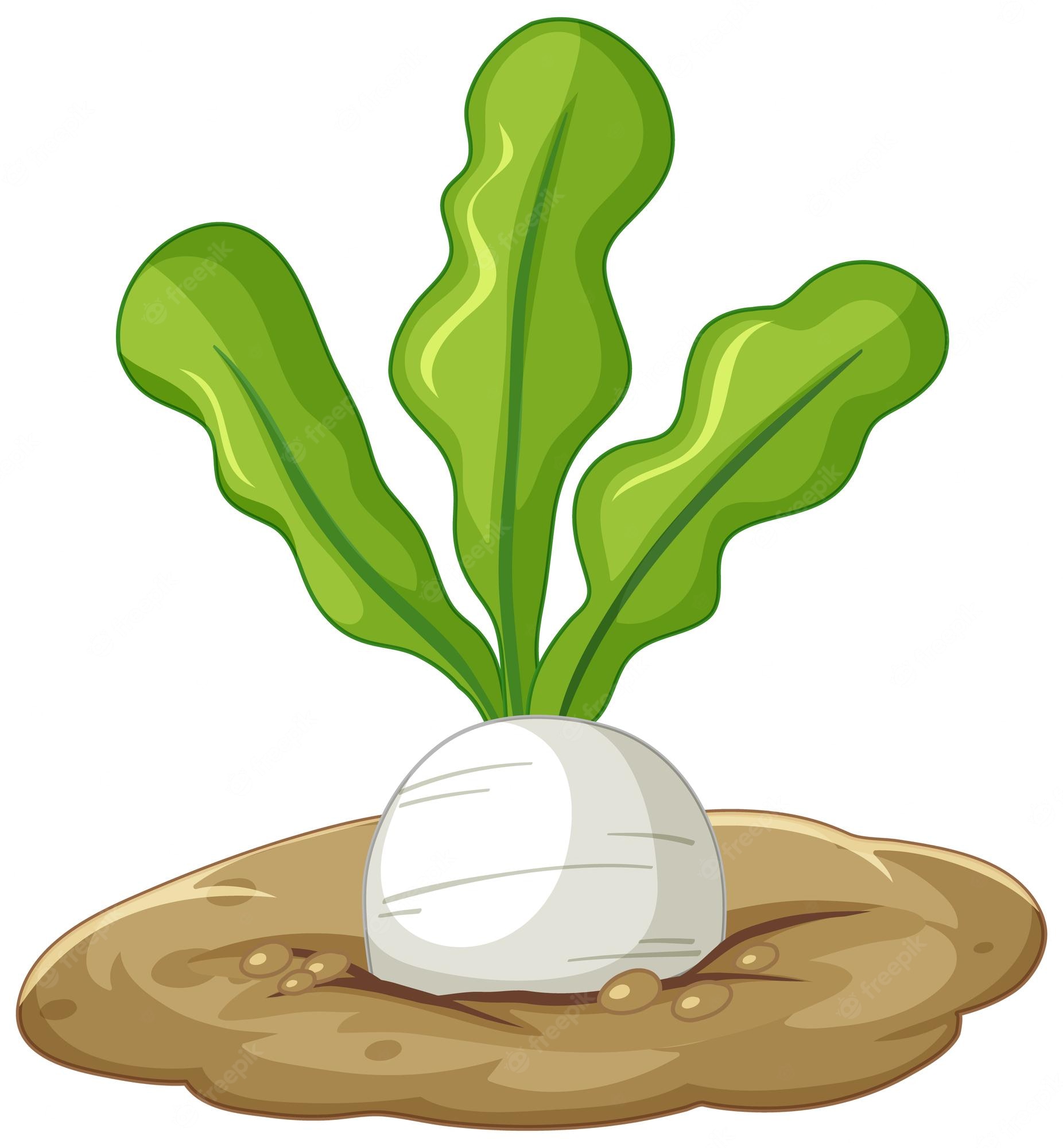 18,800+ Radish Illustrations, Royalty-Free Vector Graphics & Clip ...