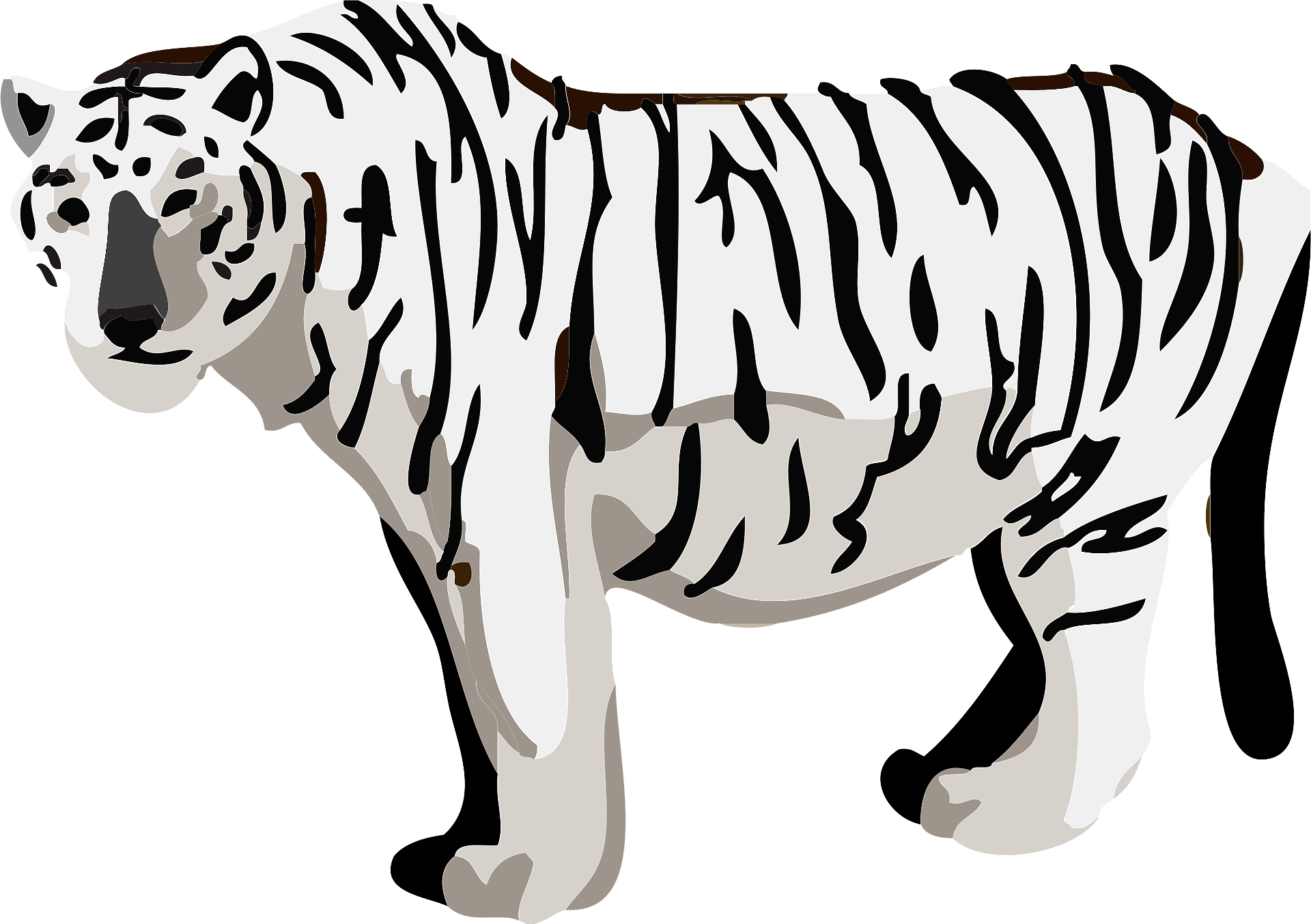 albino tigers - Clip Art Library