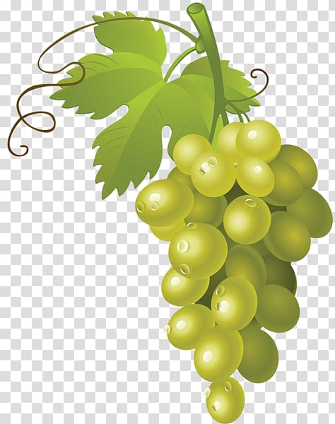 A vibrant cluster of green grapes with dewdrops, attached to a vine with leaves and tendrils, on transparent background.