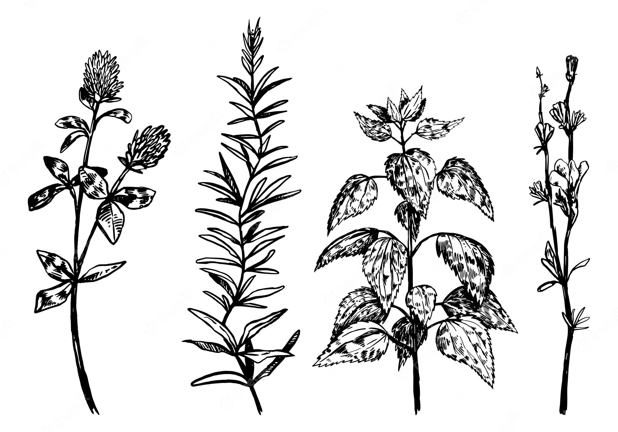 Black-and-white botanical illustrations of four distinct herb plants with detailed leaves and flowers.