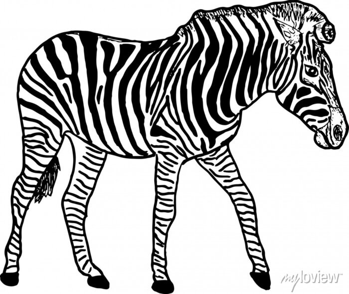 Free zebra black and white, Download Free zebra black and white png ...