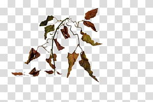 Dried autumn leaves on a thin stem against transparent background, showing natural decay and seasonal change.