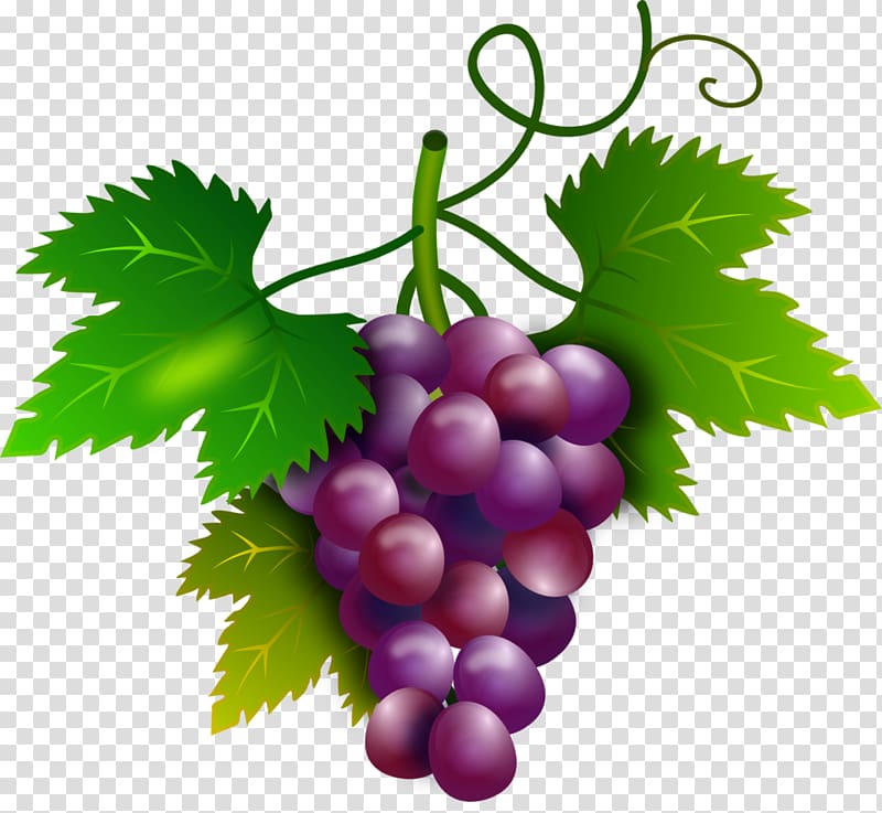 A vibrant cluster of purple grapes with green leaves and a curling vine on transparent background.