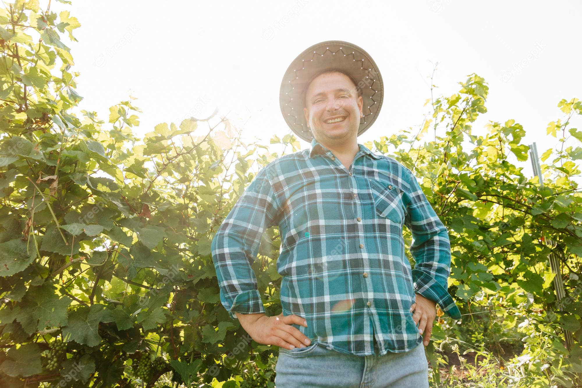 Smiling farmer in plaid shirt and wide-brimmed hat stands proudly among sunlit grapevines in a vineyard.