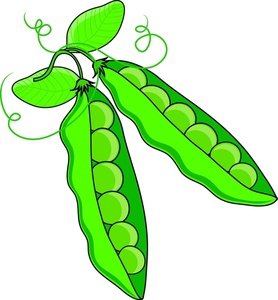 Two green pea pods with visible round peas inside, attached to a vine with leaves and tendrils.