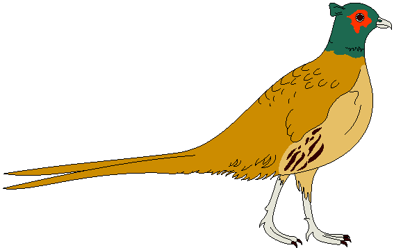 Illustration of a male common pheasant with iridescent green head, red facial patch, golden-brown body, and long tail feathers.