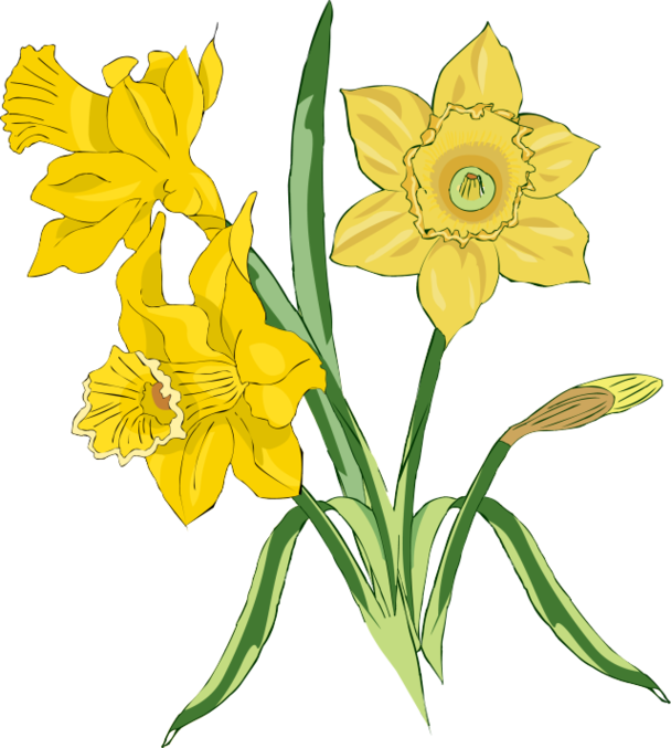 daffodils - Clip Art Library