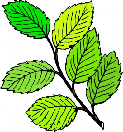 Illustration of a green leafy branch with serrated leaves and visible veins, drawn in a simple botanical style.