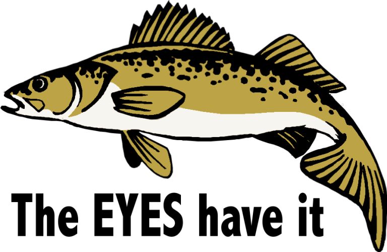 Free walleyes, Download Free walleyes png images, Free ClipArts on