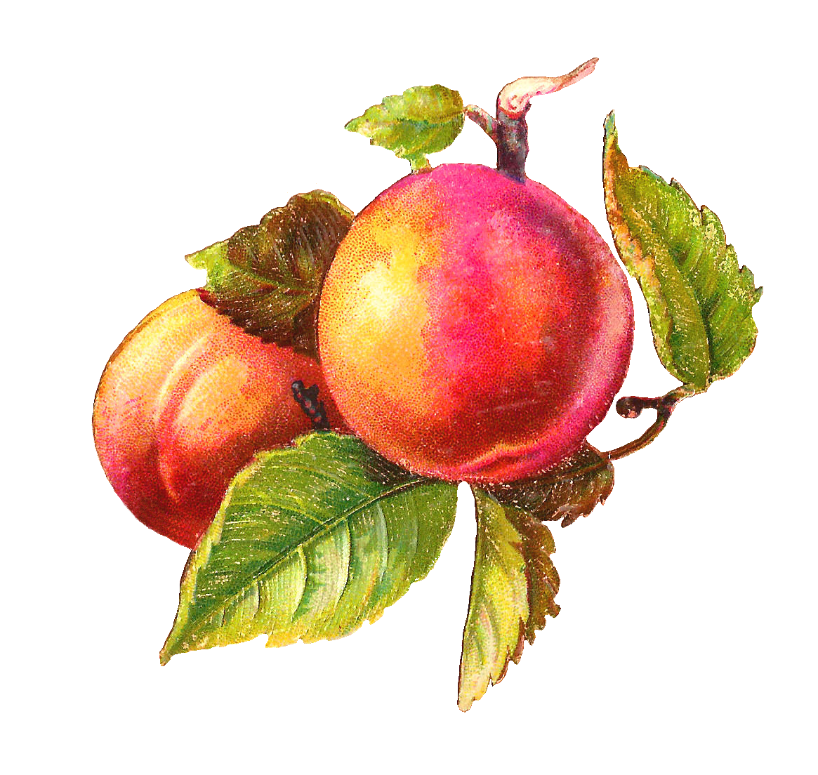 Vintage Peach Illustration - Botanical Art for Food & Garden Design