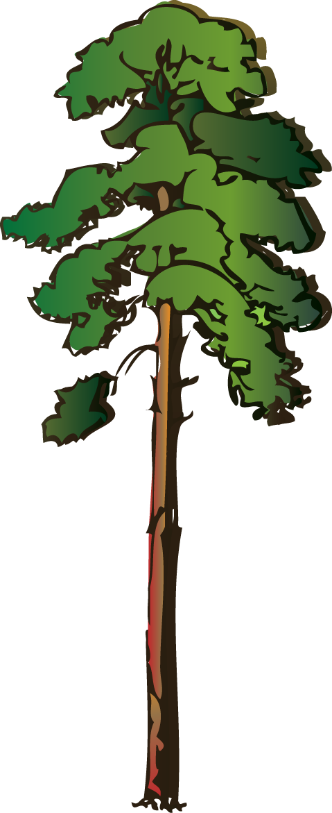Evergreen Conifer Tree Illustration - Nature & Botanical Art