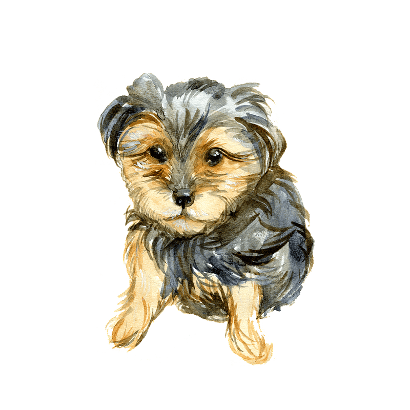 Free Yorkie Cliparts, Download Free Yorkie Cliparts png images - Clip ...