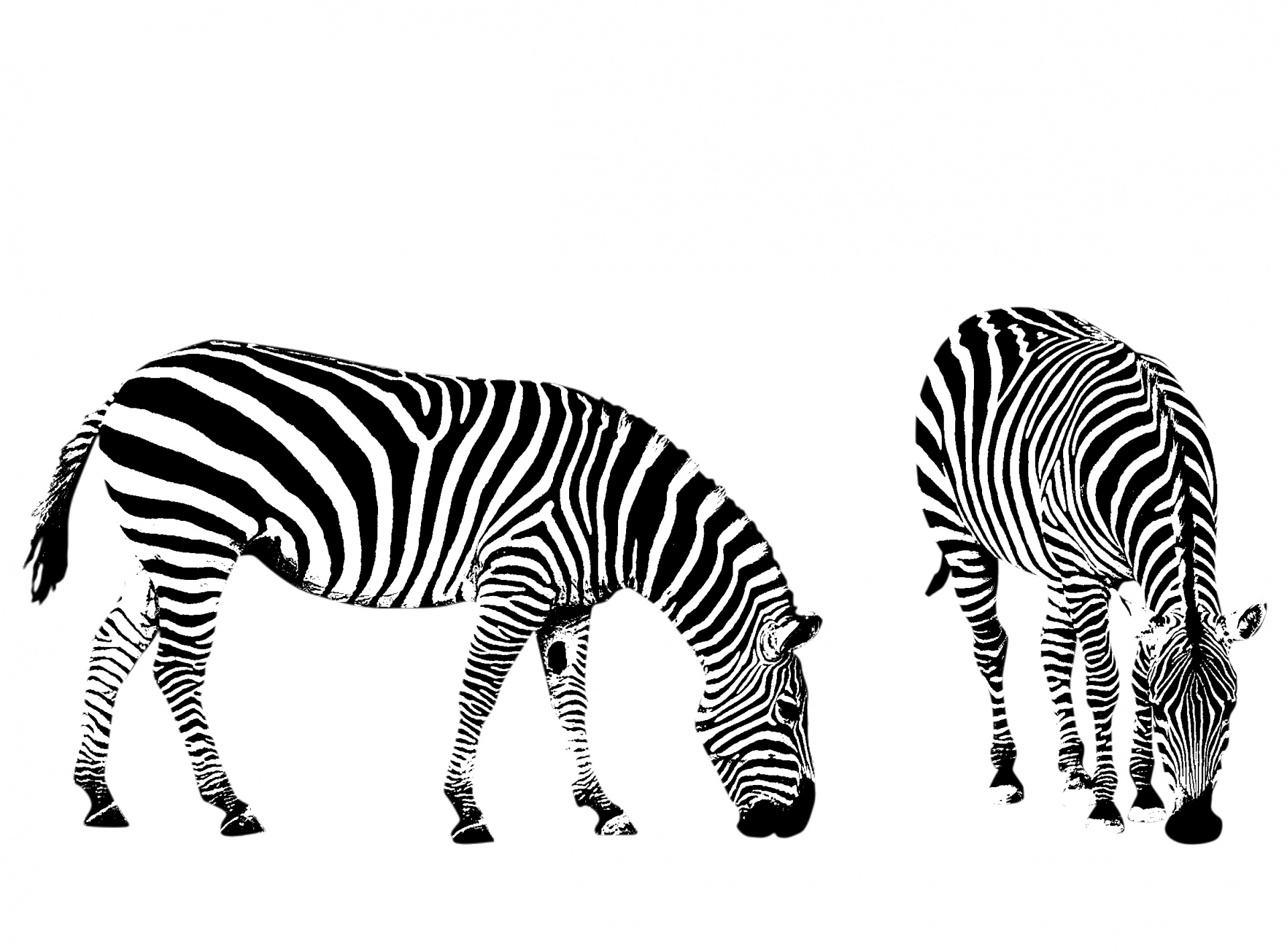 Two zebras grazing side by side in high-contrast black-and-white silhouette style.
