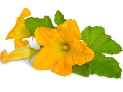 Bright yellow squash blossoms with green leaves on a white background.