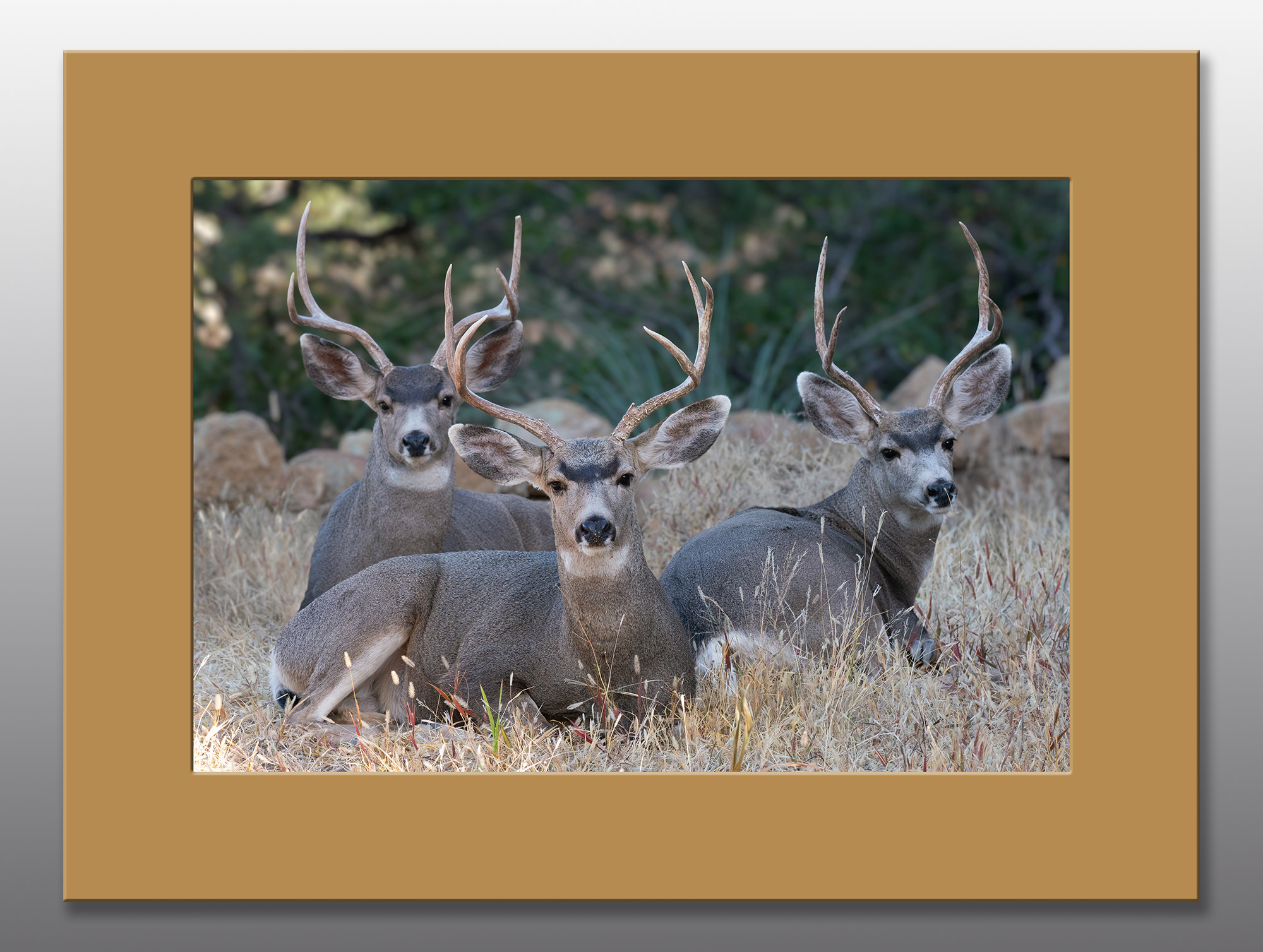 Why Are These 3 Whitetail Bucks So Different in Size? | National ...