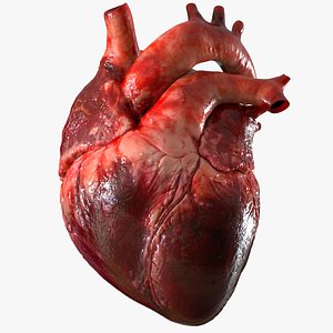 3d heart