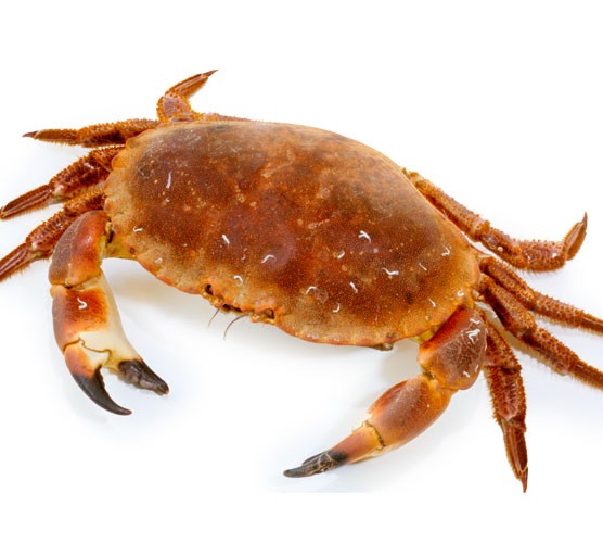 a picture of a crab