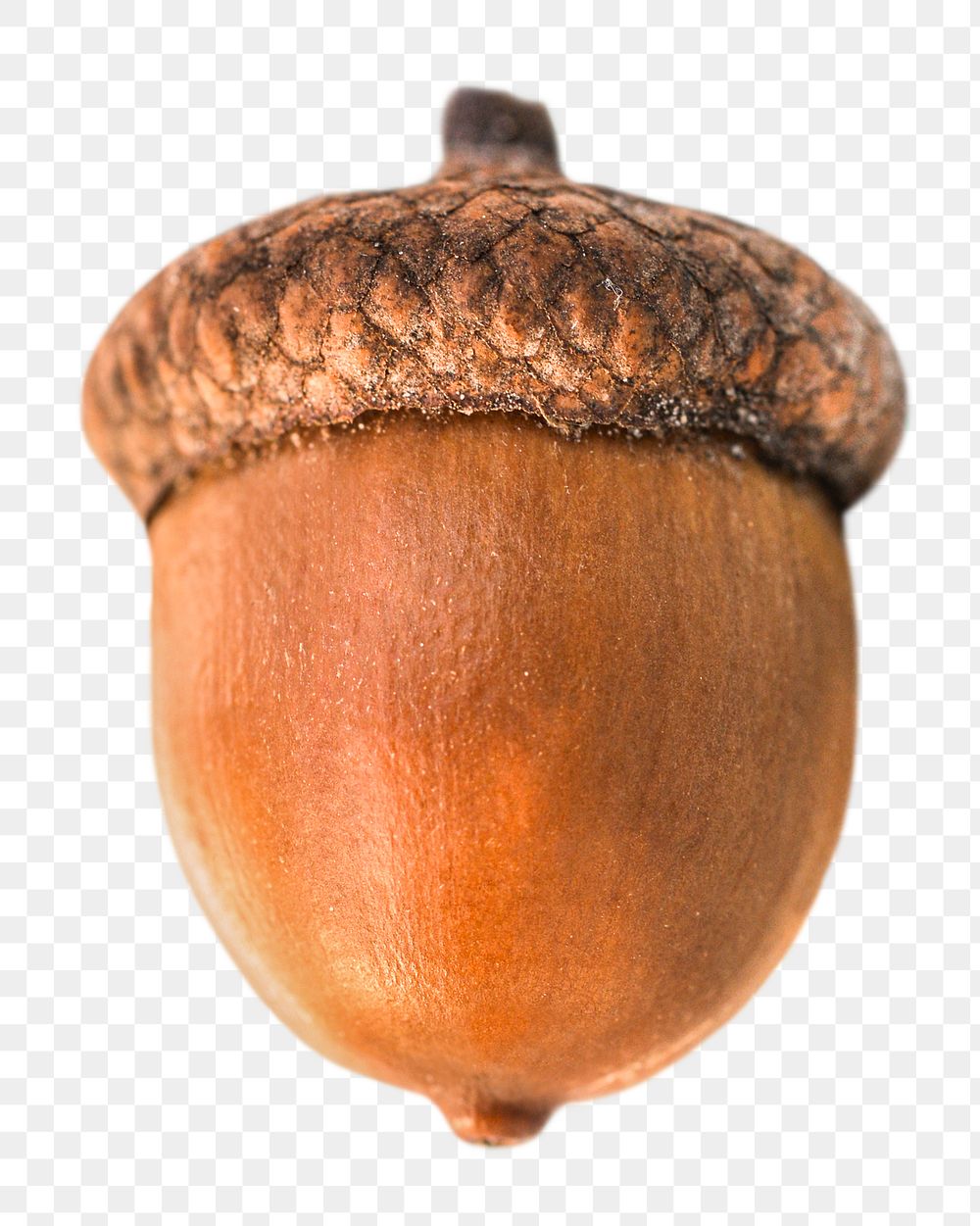 Acorn Images | Free Photos, PNG Stickers, Wallpapers &amp; Backgrounds ...