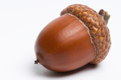 Acorns! Oh, the Possibilities! - Native Wildflowers Nursery