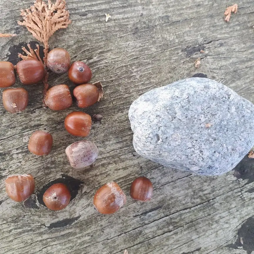 Acorns: A Fundamental Food of Our Past and Future – Northern Food ...