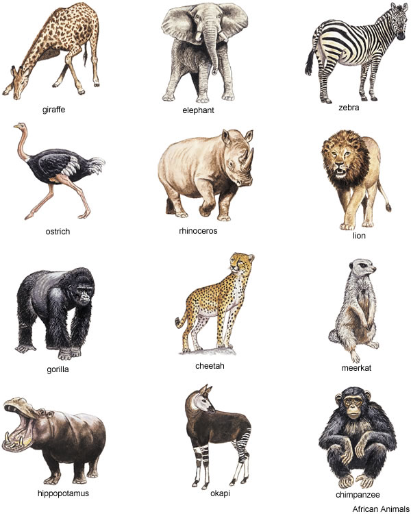 african animal cliparts