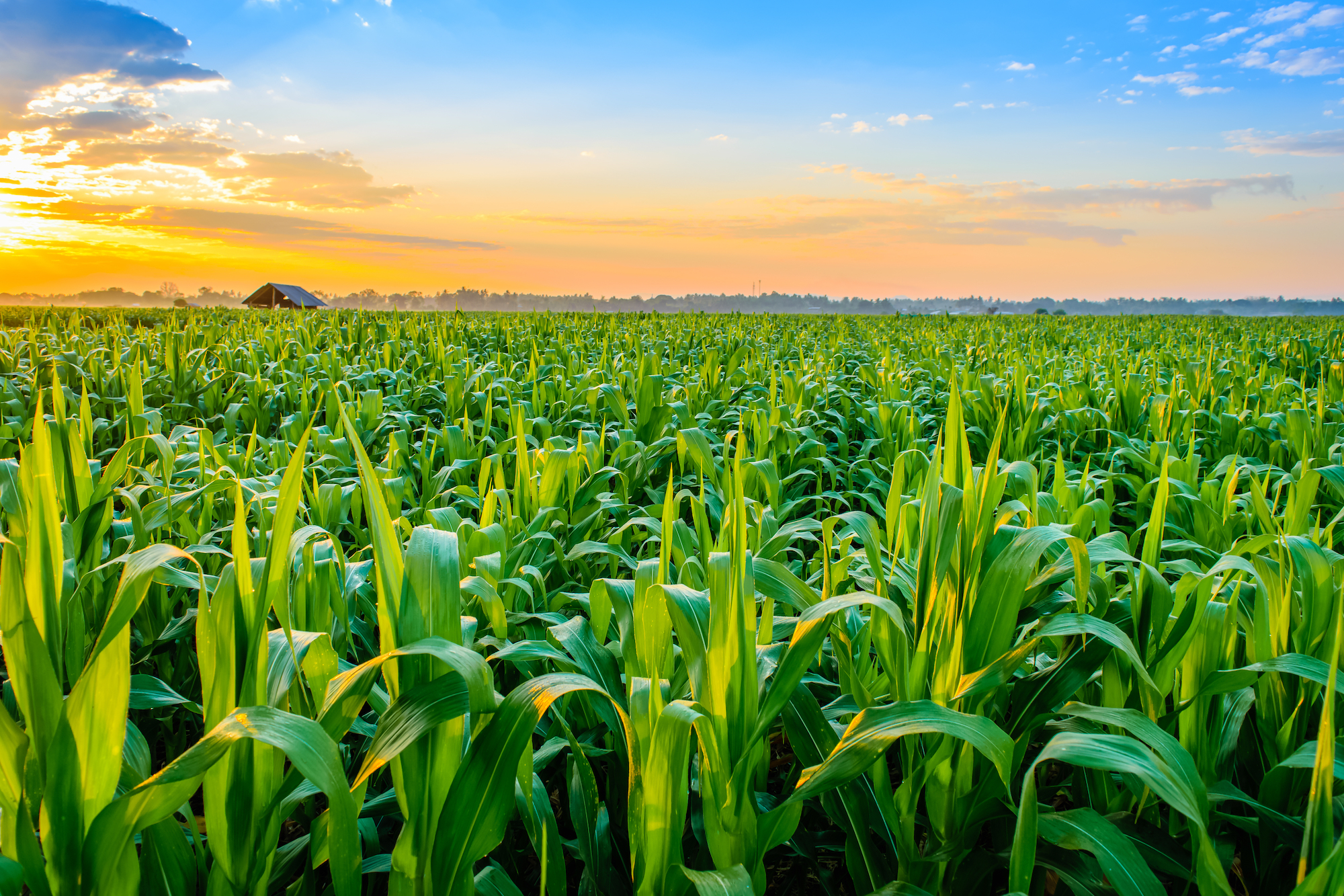 agriculture crops
