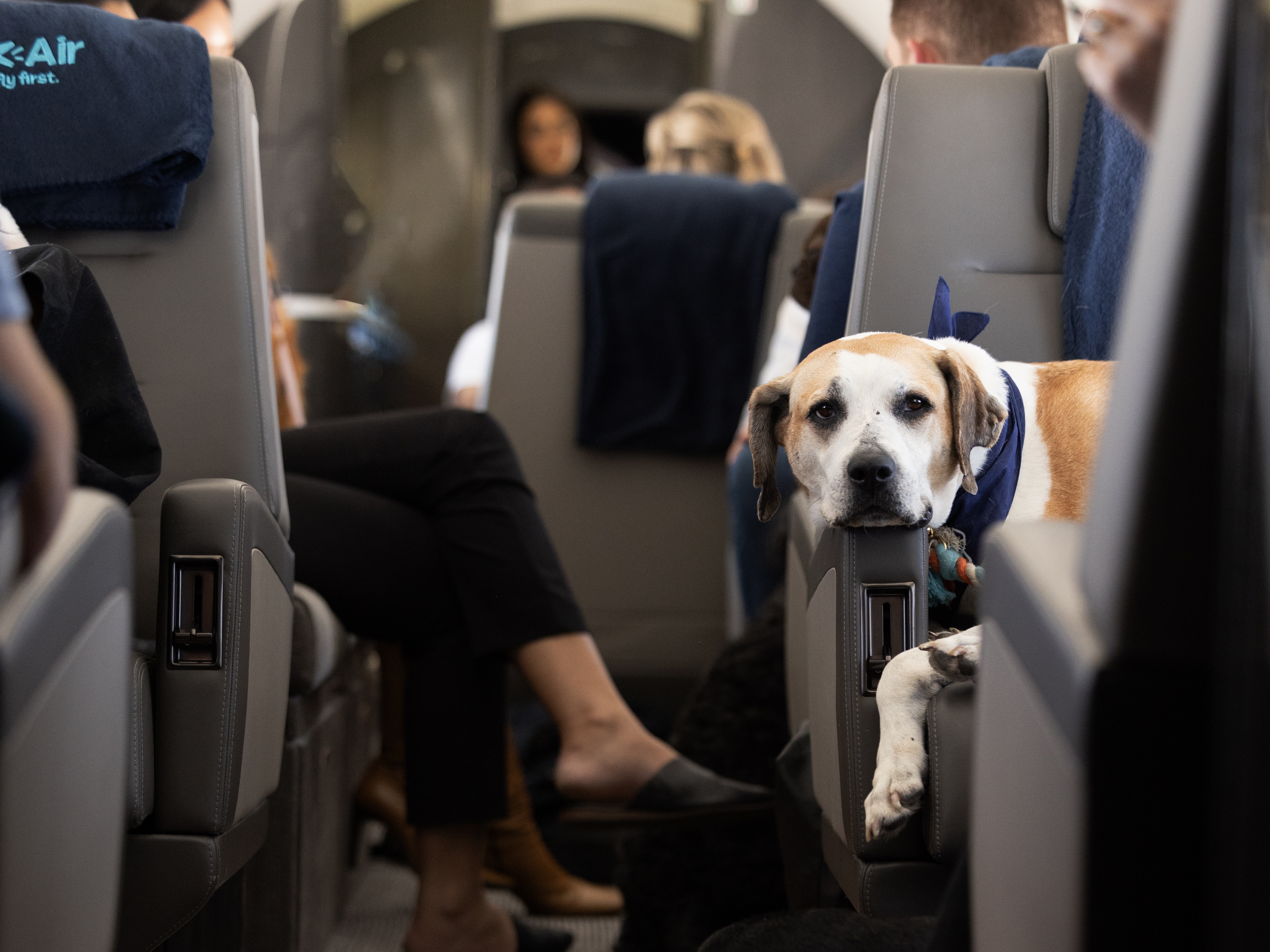 BARK Air, a new airline for dogs, launches its first flight : NPR