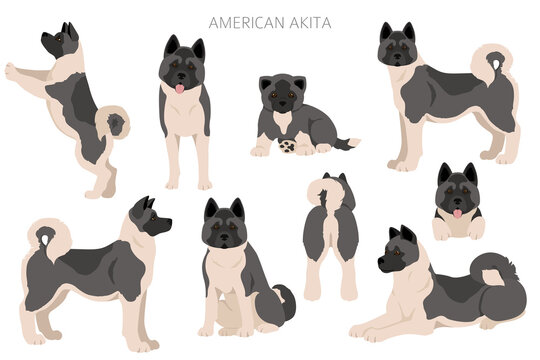 akita cliparts