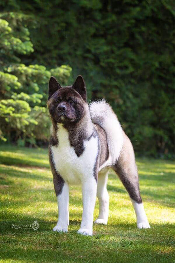 unsere akitas