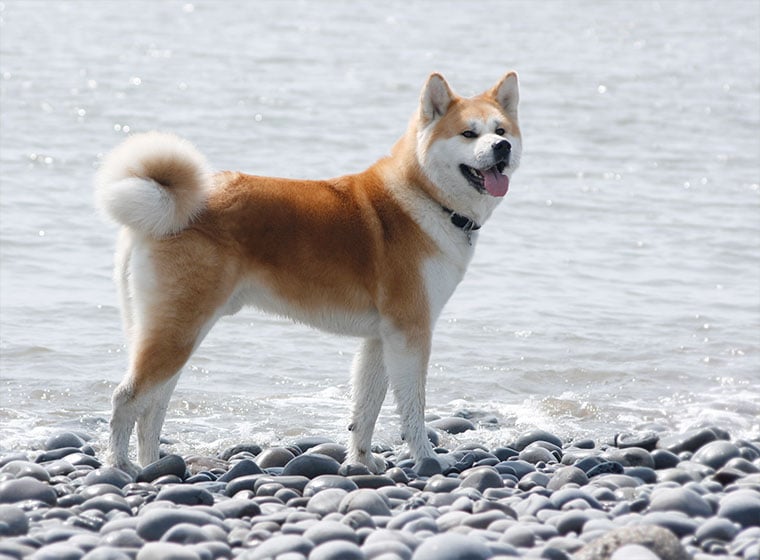 Akita Inu - Charakter, Größe &amp; Erziehung | Steckbrief
