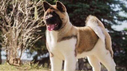 Akita: Steckbrief, Charakter &amp; weitere Tipps