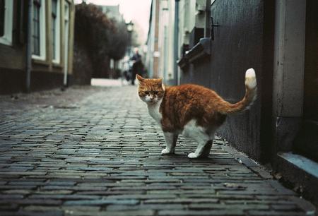 alley cat pictures