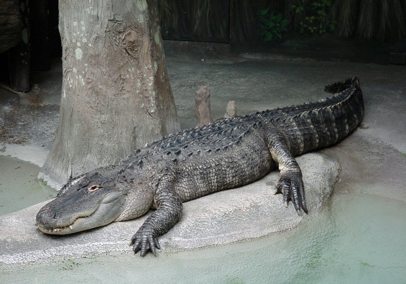 Echte Alligatoren – Wikipedia