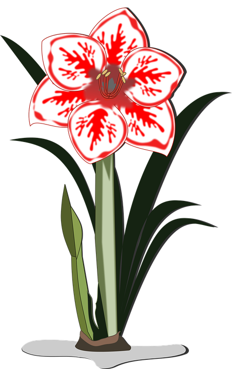 amaryllis flower cliparts