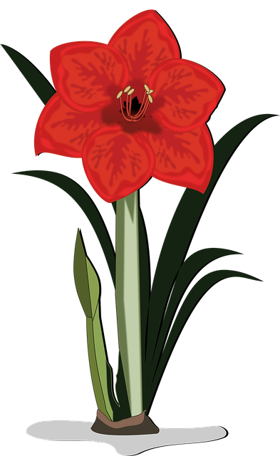 amaryllis flower cliparts