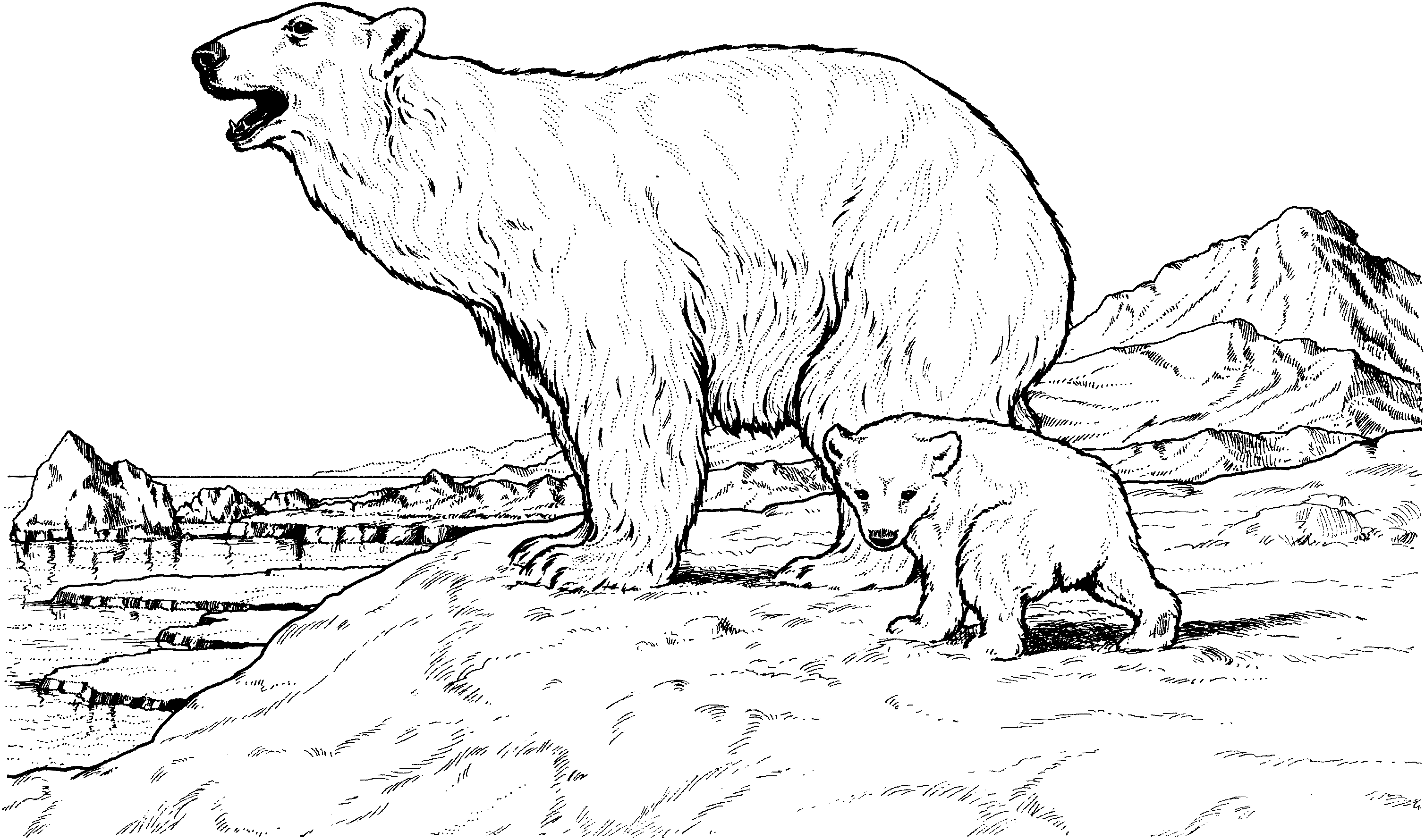 american black bear coloring page