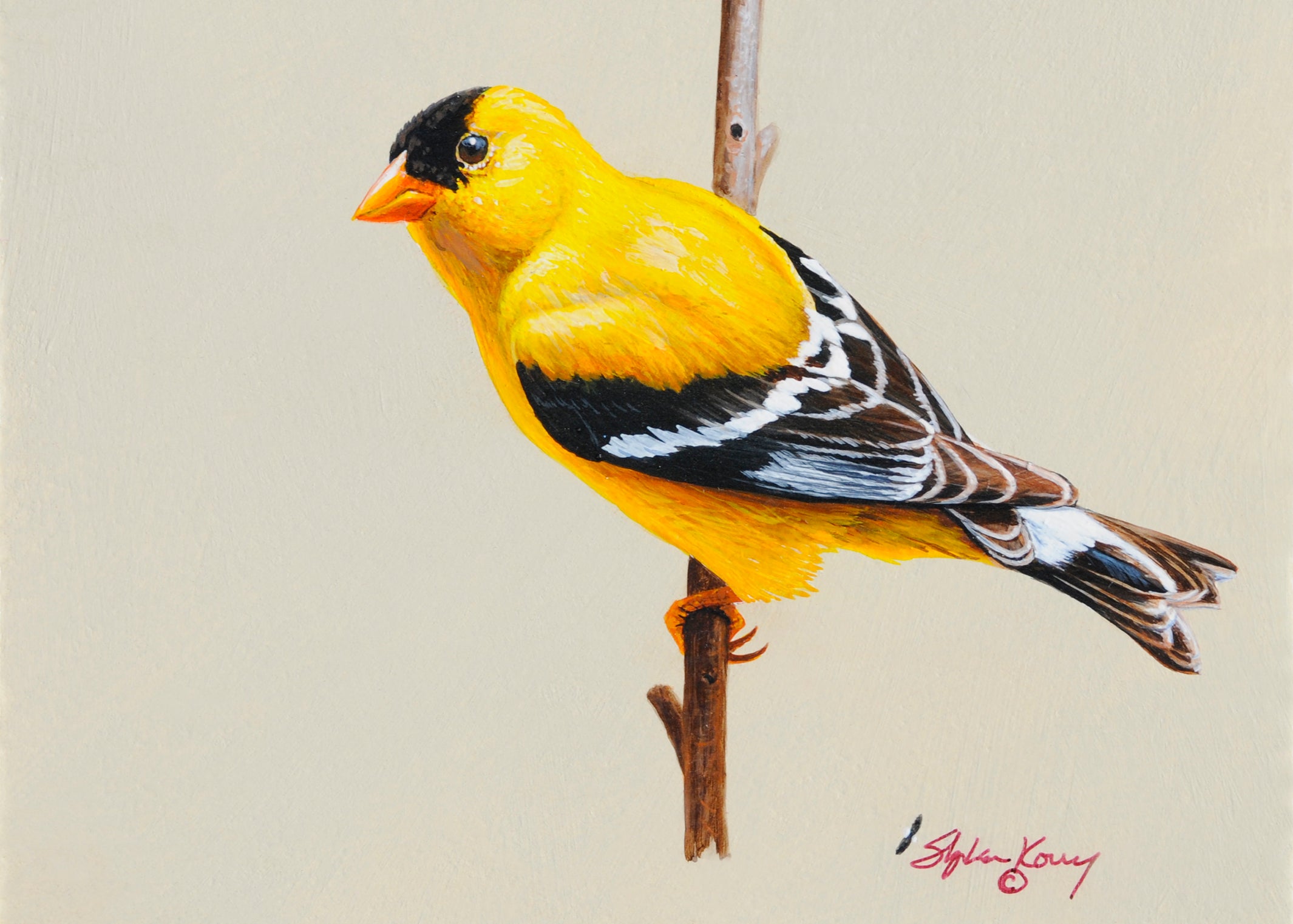 american goldfinch cliparts 2024