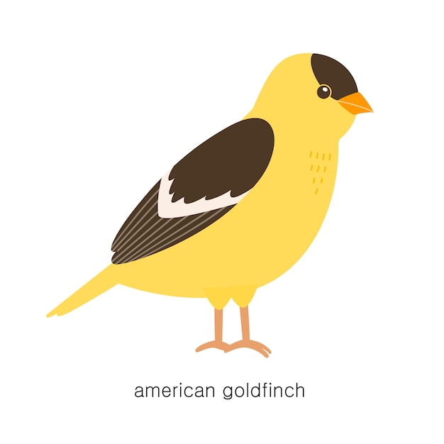 american goldfinch cliparts 2024