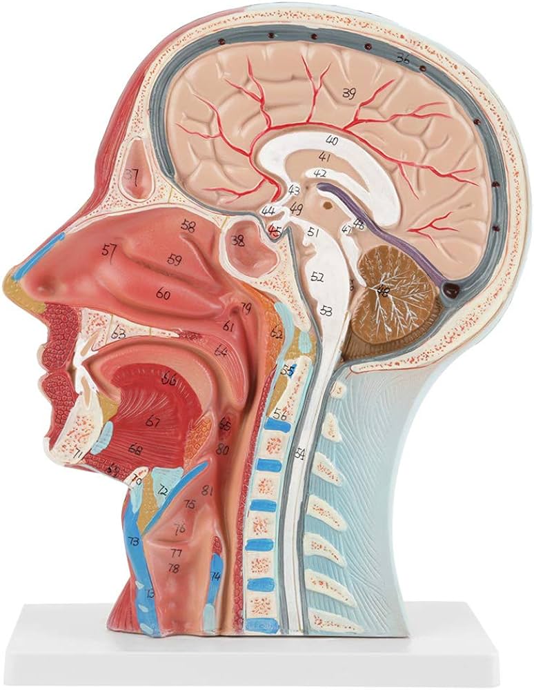 Anatomical Head Model, Anatomical Medical Life Size Head Brain ...