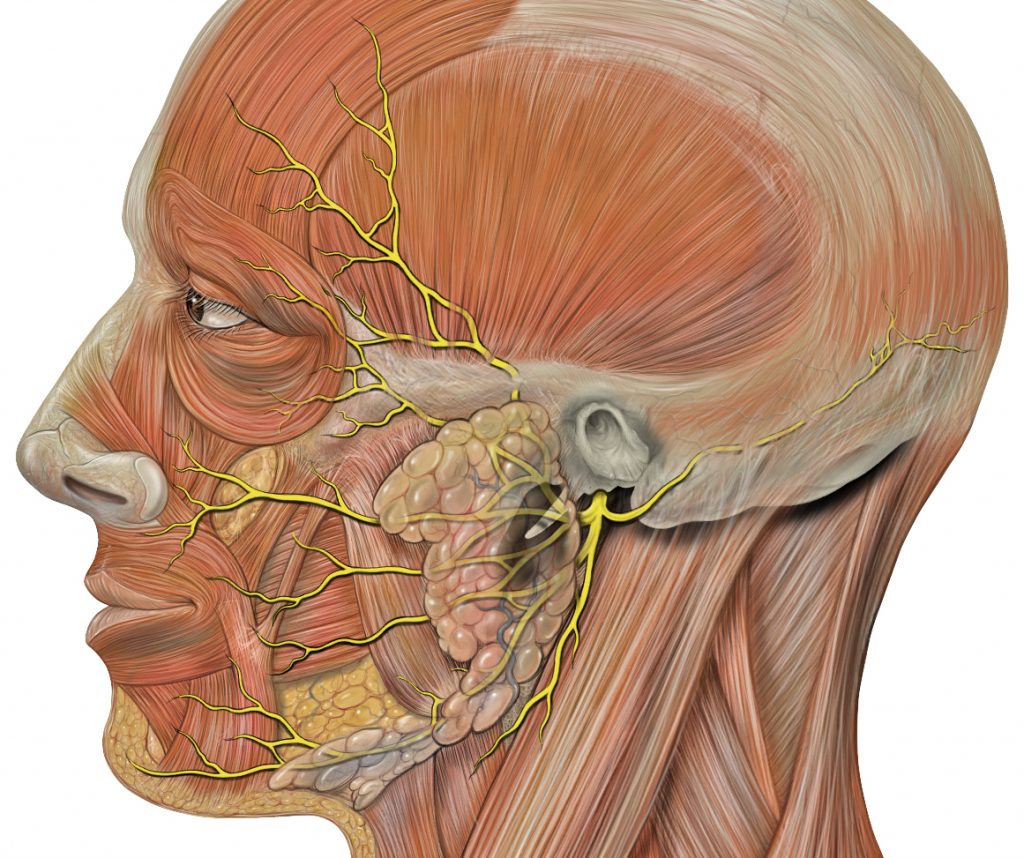 7.2 Head and Neck Basic Concepts – Nursing Skills – 2e