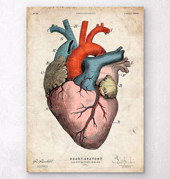 anatomical heart pictures